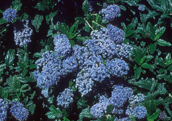 Griggs 1Gal Ceanothus 'Joyce Coulter' 19815