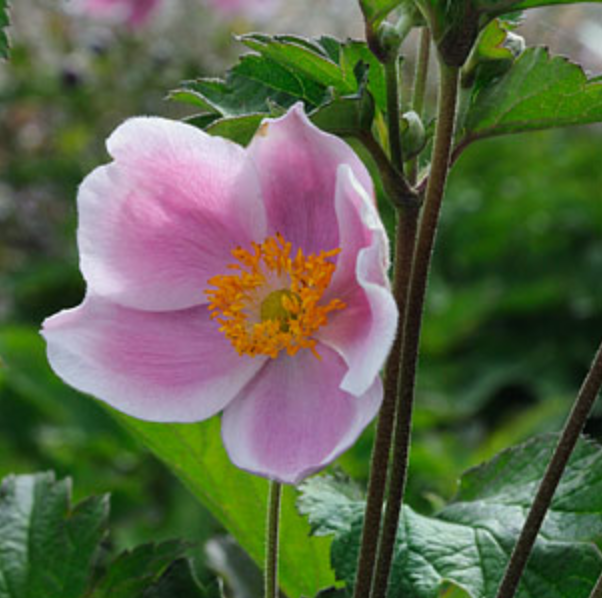 Griggs 1Gal Anemone hup. japonica 'September Charm' 19752