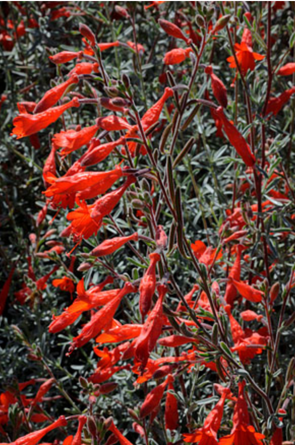 Griggs 1Gal Epilobium canum 'Catalina'