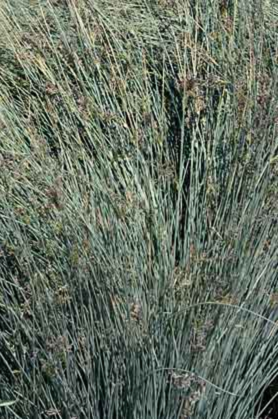 Griggs 1Gal Juncus patens 'Elk Blue'