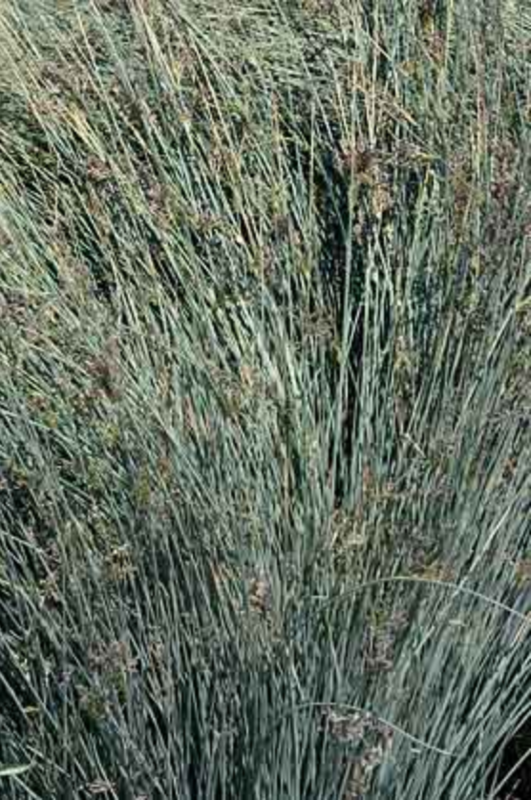 Griggs 1Gal Juncus patens 'Elk Blue' 7032