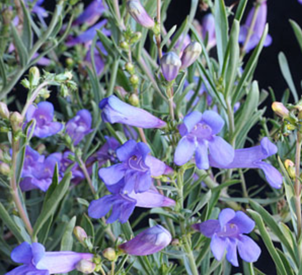 Griggs 1Gal Penstemon heterophyllus 'Blue Springs' 9056