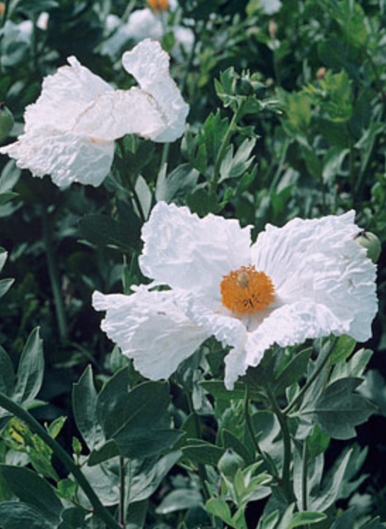Griggs 1Gal Romneya coulteri 10143