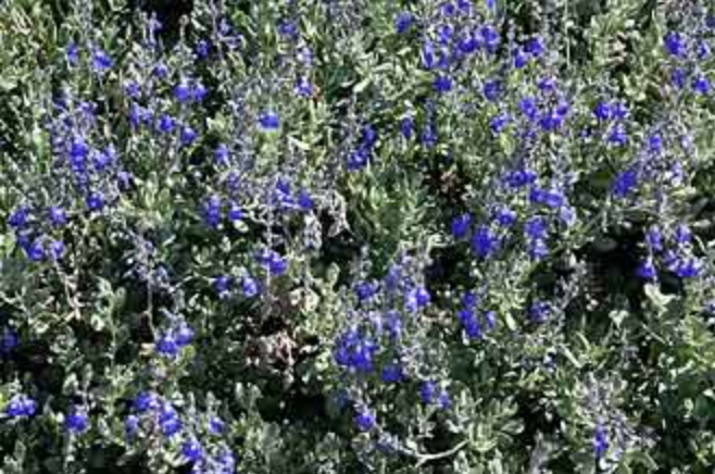 Griggs 1Gal Salvia chamaedryoides 10468