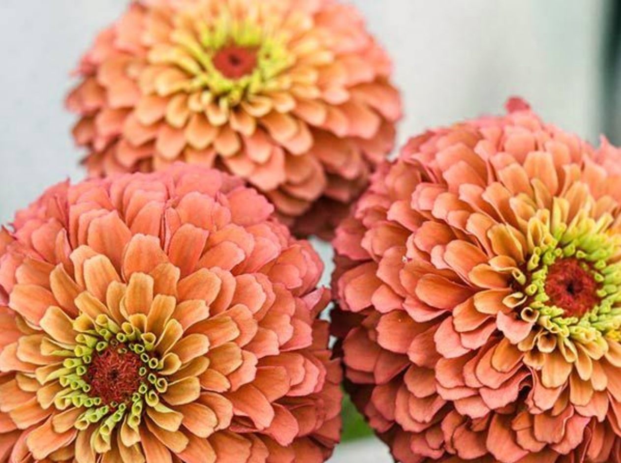 Baker Creek Zinnia Queen Lime Orange FL867