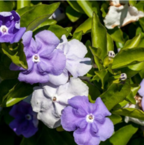 HN 5Gal Brunfelsia p. 'Floribunda Compacta'