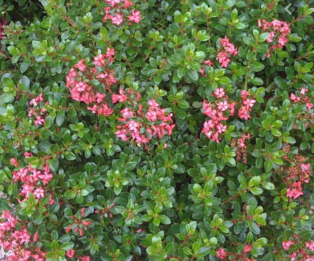 HN 5Gal Escallonia compacta 