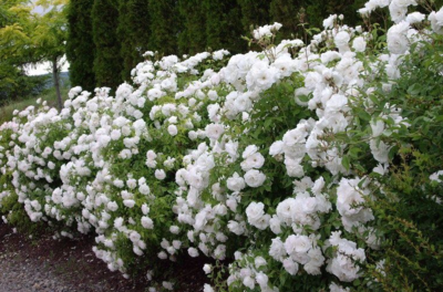 HN 5Gal Rosa 'Iceberg'