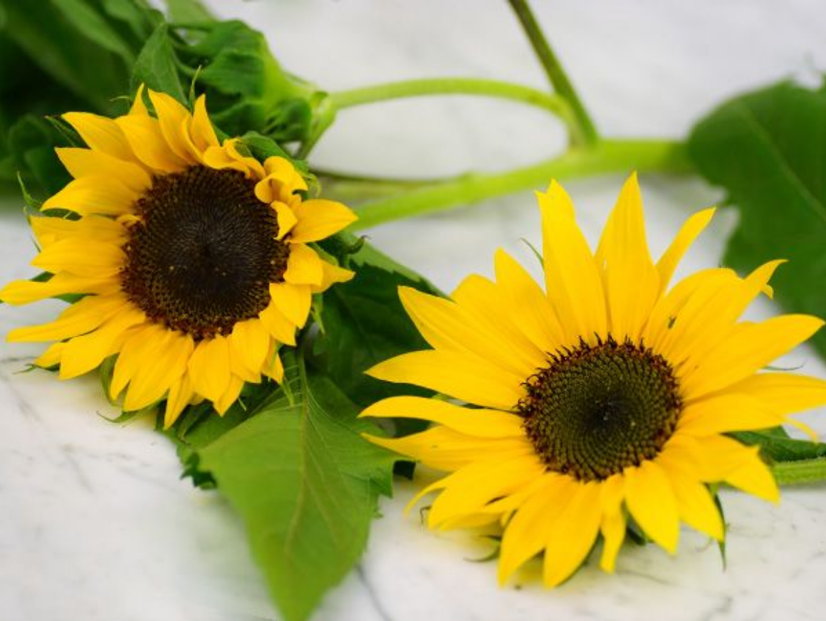 Baker Creek Sunflower Henry Wilde