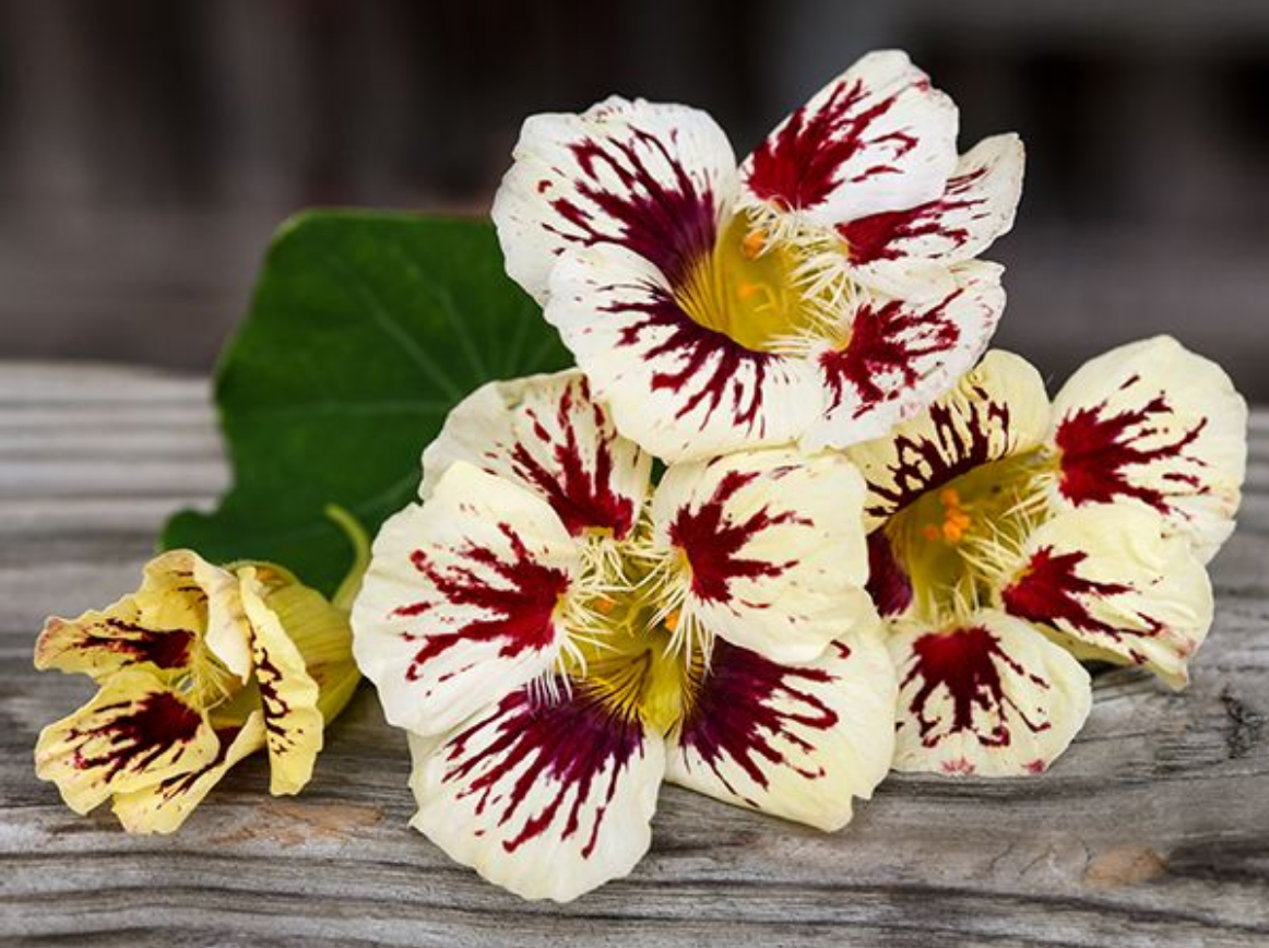 Baker Creek Nasturtium Orchid Cream Store The Plant Foundry