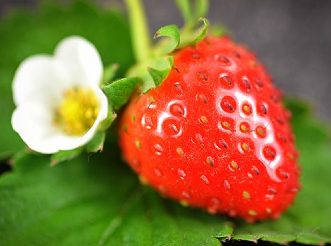 Baker Creek Strawberry Tresca GR106