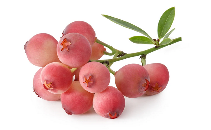 FW 2Gal Blueberry Pink Lemonade