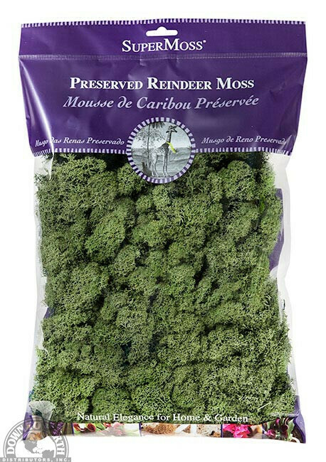 DTE Supermoss Reindeer Moss Basil 8oz - Store - The Plant ...