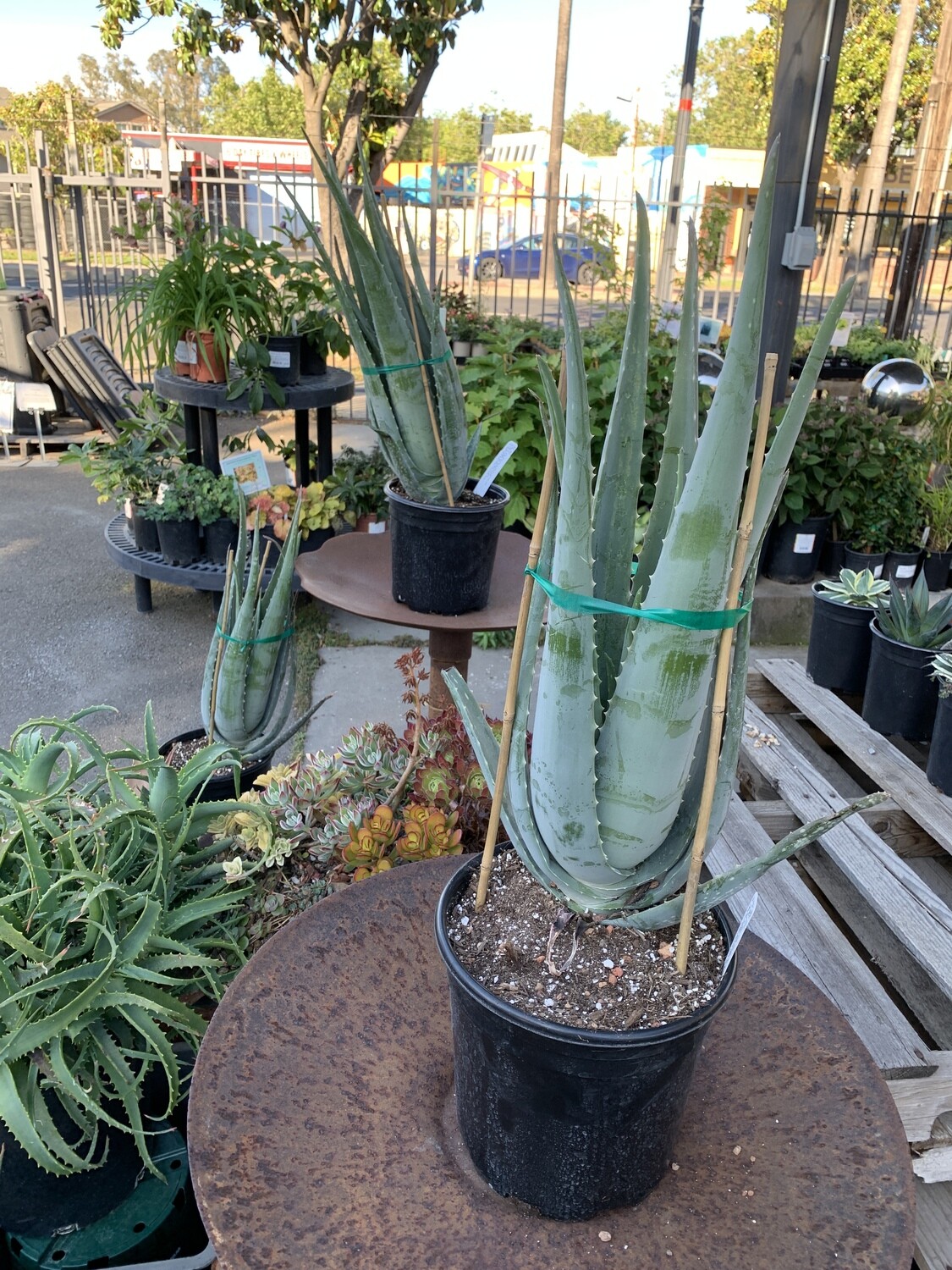 MBN 2Gal Aloe Vera 18289