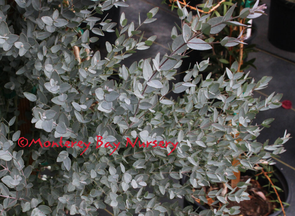 MBN 5Gal Eucalyptus ‘Moon Lagoon’ Store The Plant Foundry