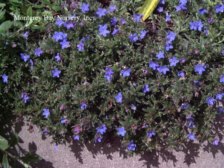 MBN 1Gal Lithodora diffusa 'Grace Ward' 01245