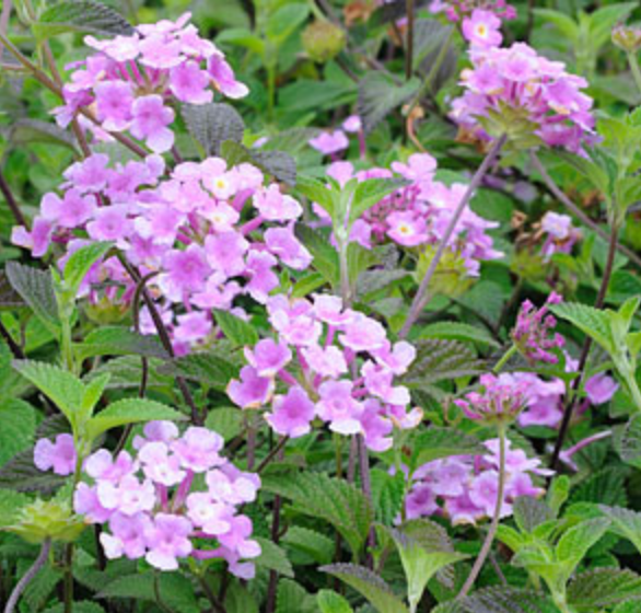 Griggs 1Gal Lantana montevidensis (sellowiana) 7213