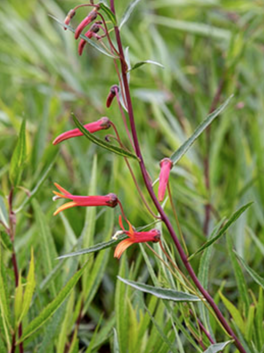Griggs 1Gal Lobelia laxiflora 7780