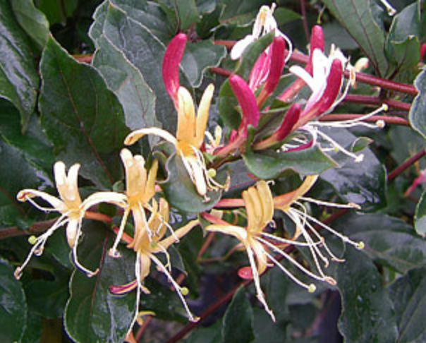 Griggs 1Gal Lonicera japonica 'Purpurea' - Staked 7852