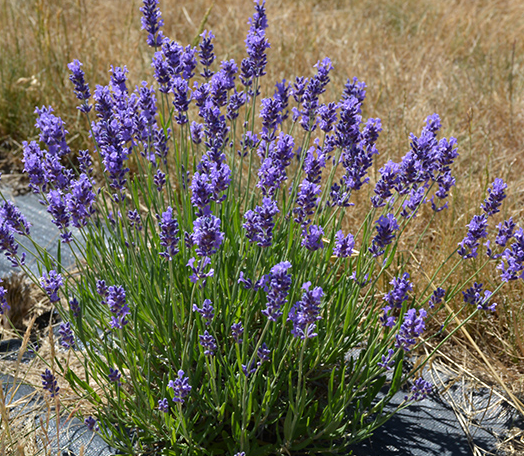 Griggs 1Gal Lavandula angustifolia 'Hidcote Superior' 7269