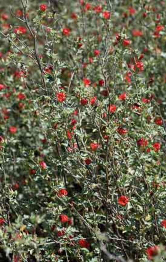 Griggs 5Gal Sphaeralcea 'Newleaze Coral' 18321