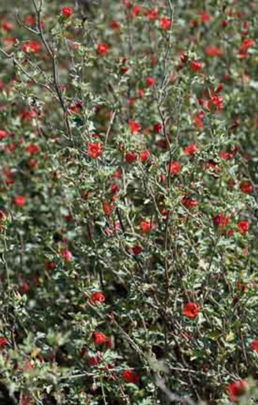 Griggs 5Gal Sphaeralcea 'Newleaze Coral' 18321