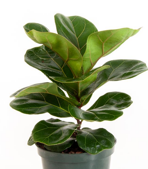 LAT 6" Ficus Lyrata Little Fiddle