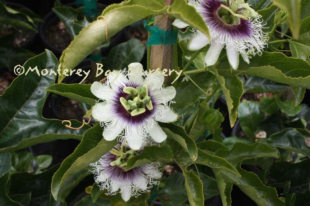 MBN 1Gal Passiflora edulis 'Frederick' 12521