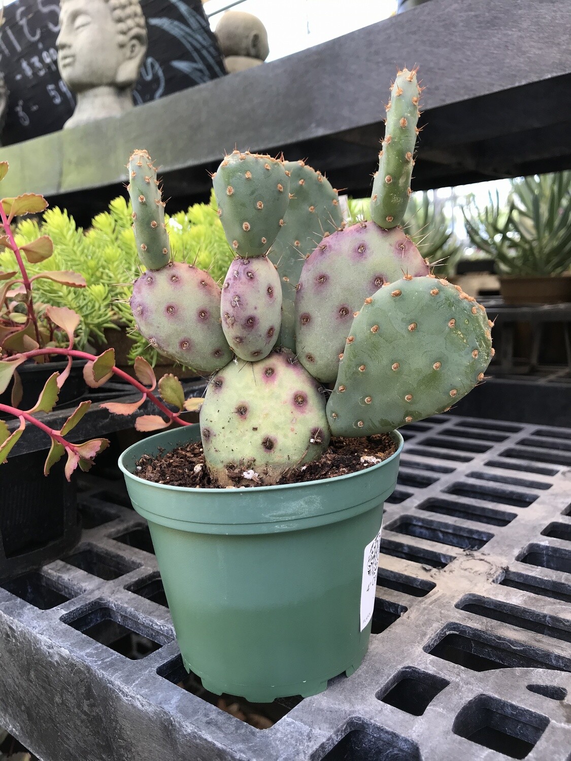 LAT 4" Opuntia Dwarf Rita