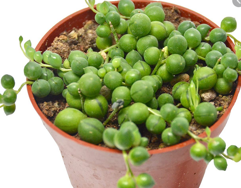 4" String of Pearls/Tears/Ruby $9.99