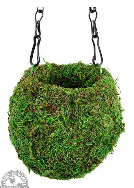 DTE Supermoss Kokedama 4" Green 29346
