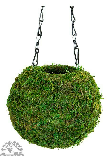 DTE Supermoss Kokedama 6" Green 29348