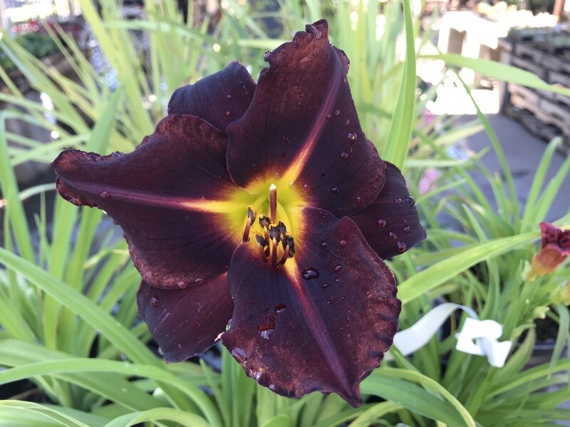 MBN 1Gal Hemerocallis 'Purple Rain' 05447