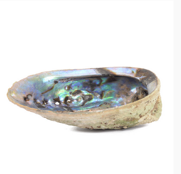 Benjamin Wolf Sprit Abalone Shell 5-6 inch 321002