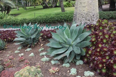 MBN 1Gal Agave 'Blue Flame'