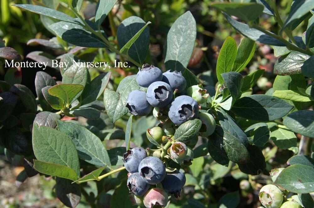 MBN 1Gal Blueberry 'Misty' 09391