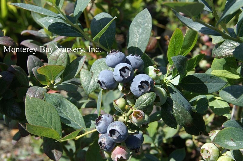 MBN 1Gal Blueberry 'Misty' 09391