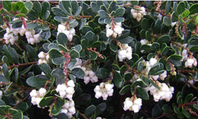 Griggs 1Gal Arctostaphylos 'Emerald Carpet' 1340
