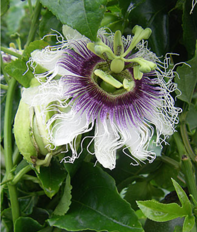 Griggs 1Gal Passiflora edulis 'Frederick' 8819