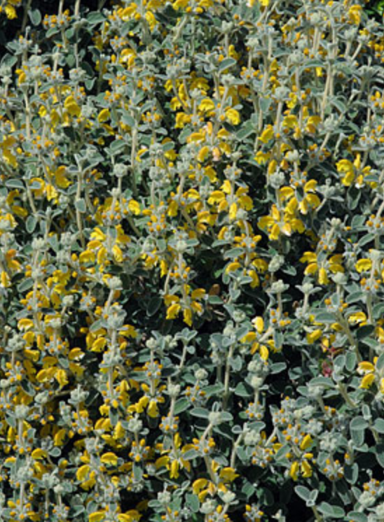 Griggs 1Gal Phlomis lanata