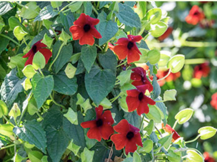 Suncrest 1Gal Thunbergia alata 'Sunny Susy Brownie'