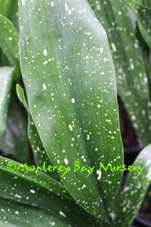 MBN 1Gal Aspidistra elatior 'Milky Way' 11332