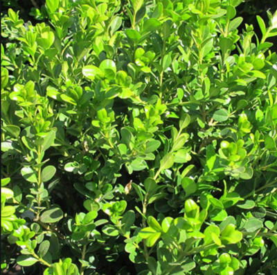 HN 1Gal Buxus j. 'Green Beauty'