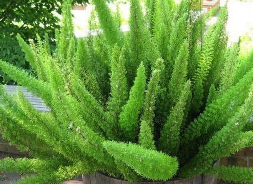 HN 1Gal Asparagus densiflorus ‘Myers’ Store The Plant Foundry