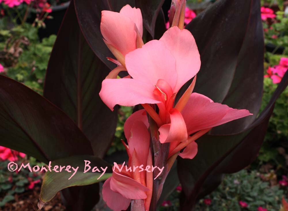 MBN 1Gal Canna 'Blueberry Sparkler'