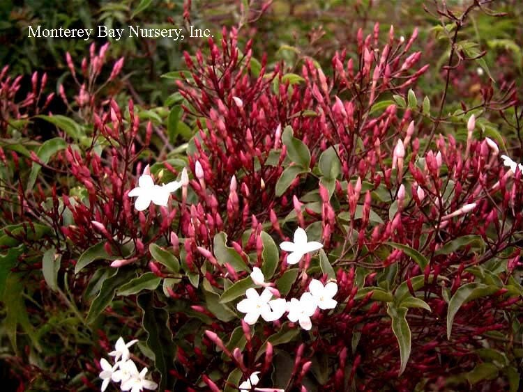 MBN 1Gal Jasminum polyanthum 01092