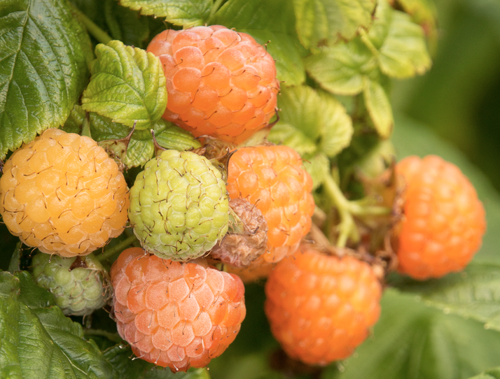 MBN 1Gal Raspberry 'Fallgold' 20815