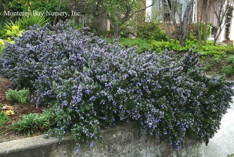 MBN 1Gal Rosmarinus officinalis 'Ken Taylor' 01544
