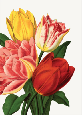 PFD Tulips Mini Card MI-TU