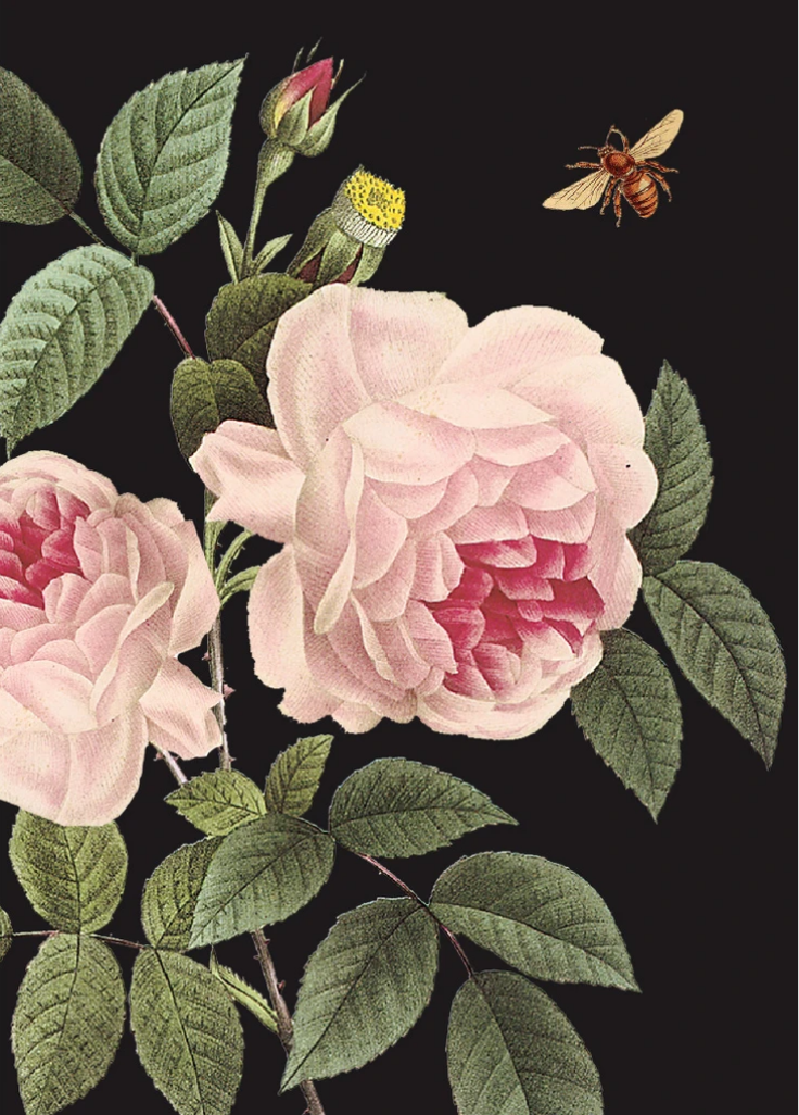 PFD Pink Roses on Black Mini Card MI-PRO